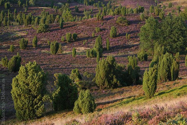 Bild der Heide Tal lila Hgel Bltezeit Naturfoto Wacholder Grnbume in Abendlicht