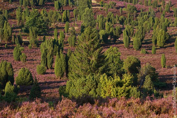LneburgerHeide Wacholder