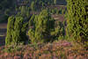 Wacholderfeld Foto: grüne Bäume Heidesträucher am Totengrund Heidelandschaft lila Blütezeit