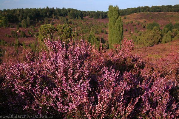 Heidestrauch violett blhende Erika