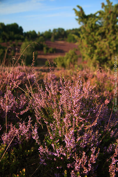 violett blhende Erikakruter