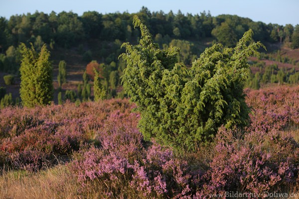 Heideblte um Wacholderstrauch