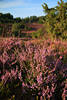 911912_ Heidestrauch violett-lila Erikakräuter Blüten Naturbild in grüner Landschaft am Totengrund Blick