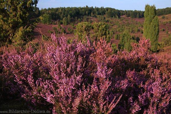 Heidestrauch lila Blten
