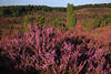 911918_ Heidestrauch Erikastrauch lila violett Farben Heidekraut in Blütezeit vor grüner Totengrund Landschaft