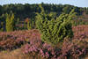 911940_ Grüner Wacholderstrauch Naturbild vor lila-violett Heideblüten in Landschaft am Totengrund