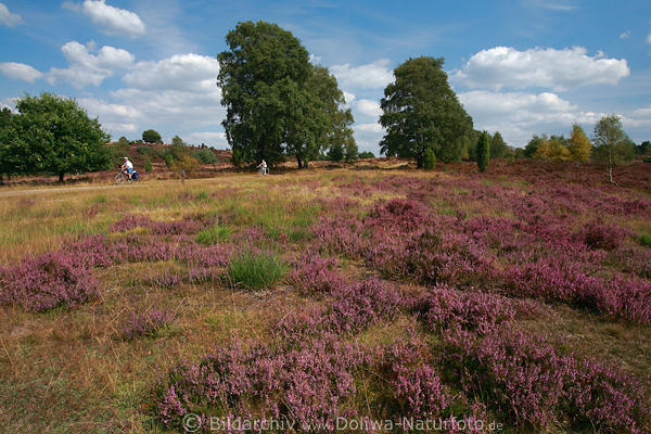 Heideblte WilsederBerg