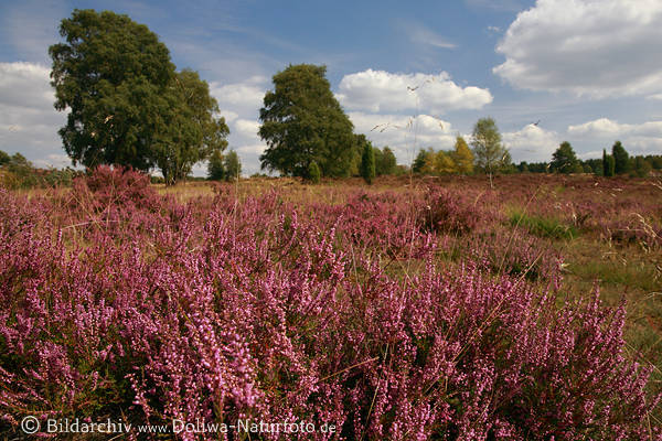 Heidelandschaft Erikablte