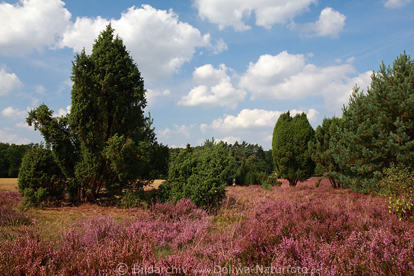 Heide lila Wacholder