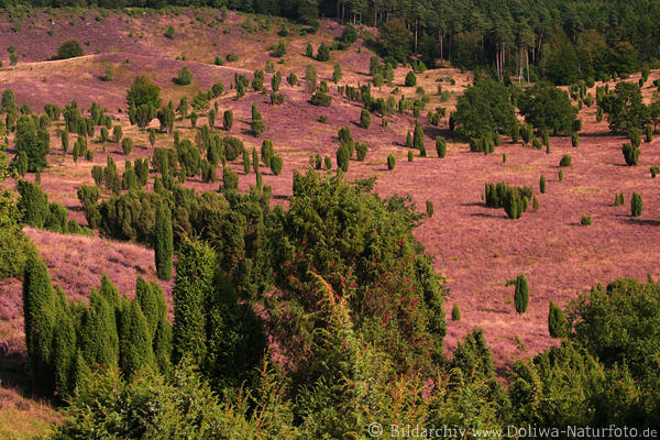 Totengrund Talblick Heideblte-Landschaft