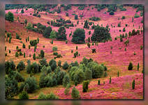 Heide Naturblte Landschaft Panorama Bild violett blhen in Abendlicht Kalendermotiv