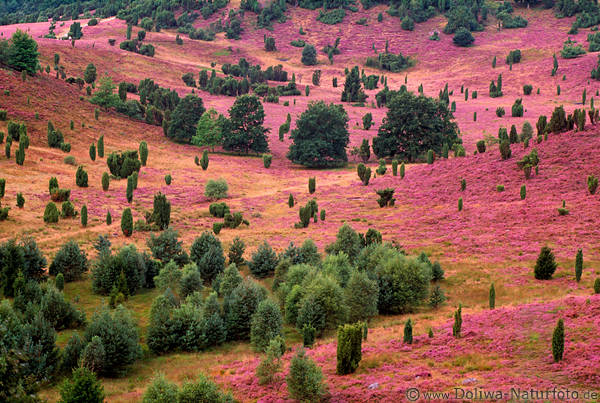 Heideblüte am Totengrund lila Landschaft Naturbild