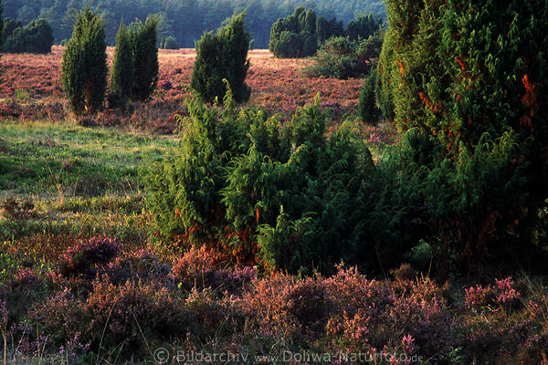 Heidelandschaft Wacholder Flora lila Blte Naturfoto Weitblick in Abendsonne