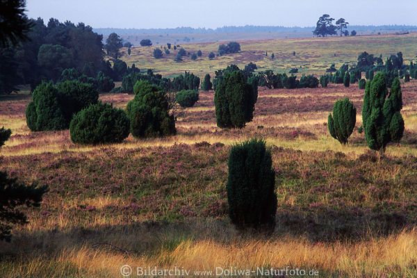 Heidelandschaft weite Naturpanorama Foto blhen bei Oberhaverbeck, grne Bume Hgelblick