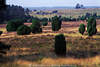 2457_Heidelandschaft weite Naturpanorama Foto blhen bei Oberhaverbeck, grne Bume Hgelblick