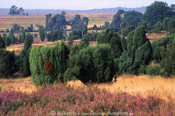 Heidelandschaft Panorama Naturfoto: grne Bume, lila blhende Erika, Weitblick bei Oberhaverbeck