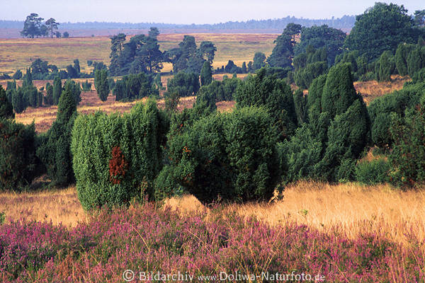 Heidelandschaft Panorama Naturfoto: grüne Bäume, lila blühende Erika, Weitblick bei Oberhaverbeck