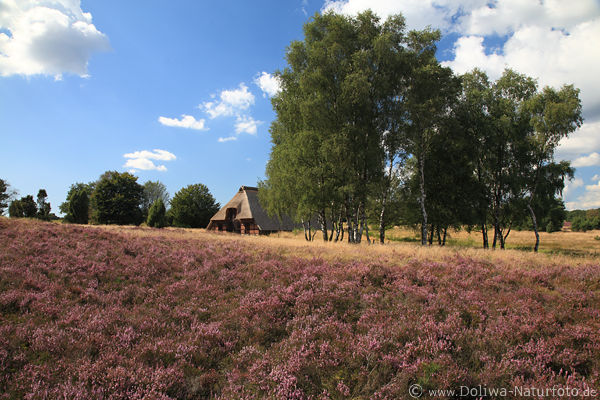 Lneburgerheide Schafstall Birkengruppe