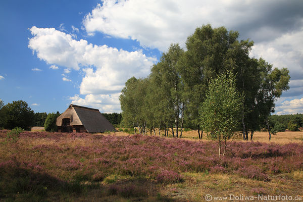 Lneburgerheide Schafstall Birkengruppe