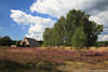 Schafstall neben Birkengruppe Heide Blütezeit Naturbild unter Wolken
