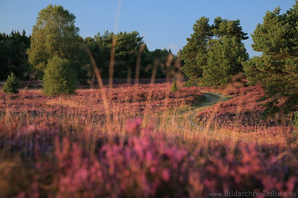 Heidelandschaft Bltezeit Naturfoto 1407875 Grser Bume Wanderpfad schlngeln in Naturbild