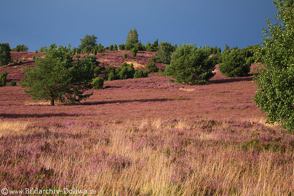 Lneburgerheide blhende Panorama