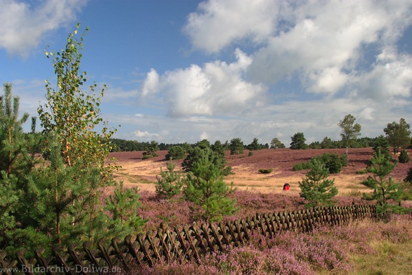 Lneburgerheide Bltezeit Naturfoto 708208 lila blhende Landschaft-Panorama Bild ber Zaun