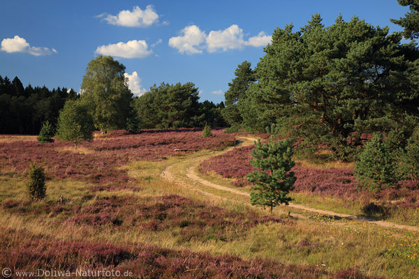 Lneburger Heide geschlngerter Weg durch Erikablte