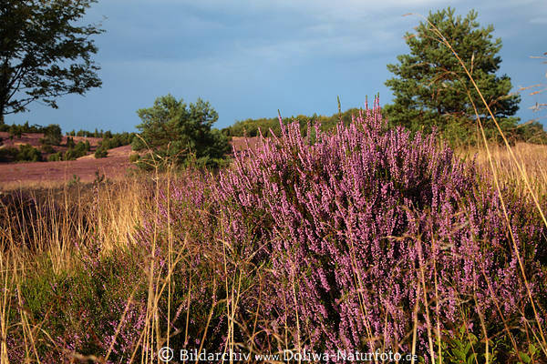 Heidestrauch Foto violett blühen vor Grünkiefer Lichtstimmumg Naturbild Landschaft am Wilseder Berg