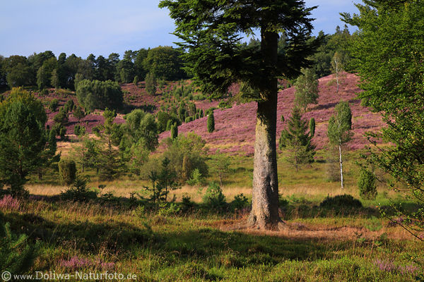 Lneburgerheide bei Wilsede