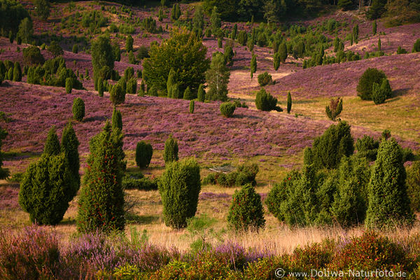 Heideblüte in Wacholder Landschaft Fotokunst
