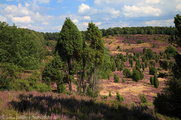 LneburgerHeide Totengrund