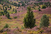 Heidetal lila blühende Natur in Bild Heidesträucher grüne Bäume Landschaftsfoto Totengrund Kalendermotiv