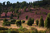 Heidelandschaft Naturbild tief violett blühender Hügel Foto grüne Sträucher in Sonne Abendlicht