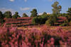 Heidelandschaft Naturblüte violett blühende Heidepanorama lila-grün Farben unter blauer Himmel