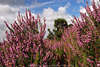 Heideblten lila pink blhende Strucher Besenheide