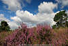 Heidelandschaft Fotokunst Poster: Wolken über Besenheide Blüten Sträucher, Heidegräser foto