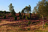 Heidehgel Wacholder Birken Heideblte Landschaft-Stimmung Naturfoto in Abendlicht