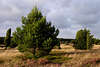 708442_ Bume in Heidelandschaft Naturfoto unweit Wilseder Berg, Lneburger Heide Naturausflug