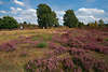 Heidelandschaft am Wilseder Berg: lila Blütenfeld Naturbild mit Radfahrer vor grünen Bäumen