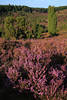 911922_Heidelandschaft Panorama im Totengrund Naturfoto: Sträucher lila-violett blühen in Grün-Wacholder