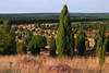 Heidelandschaft WilsederBerg Naturbild Bltezeit Ausblick nach Nordwest Wacholder Erikablte