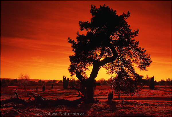 Heidekiefer tiefroter Himmel Kunstfoto