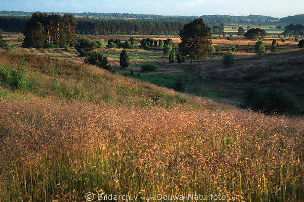 Heidelandschaft Naturbild Tal Bume helle Grser Mai-Sonnenstrahlen