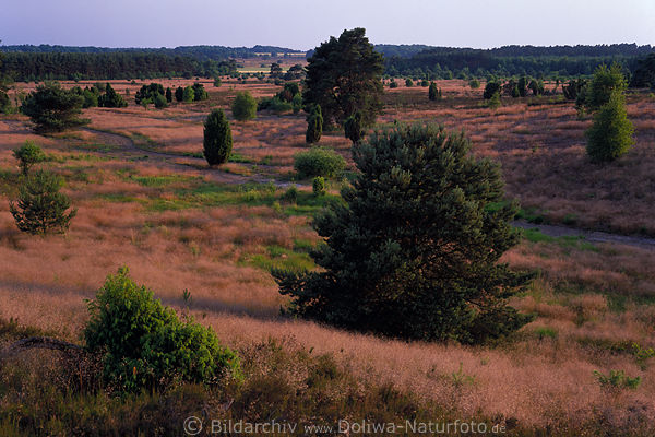 Heidetal Herbstgras Natur weite Heidelandschaft bei Oberhaverbeck