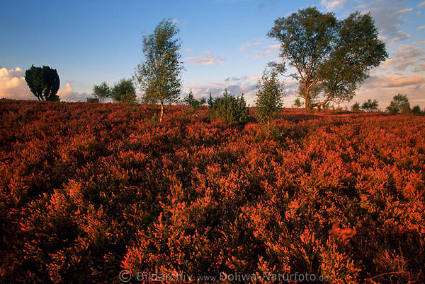 Lneburger Heide Windstimmung Rotfarbe in Abendlicht Naturbild bei Sonnenuntergang