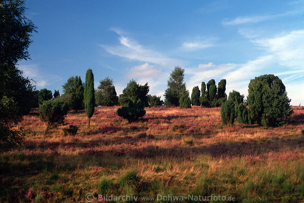 Wacholderhgel Heidegrser verwehte Wolken Lneburger Heide