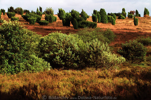 Saftige Heidelandschaft in Juni Naturfoto