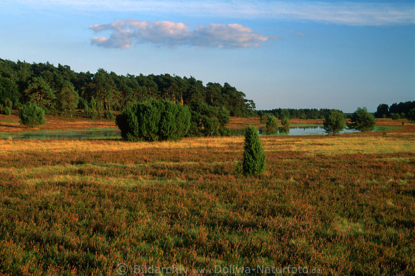 Abends am Teich See in der Heide Naturfotografie