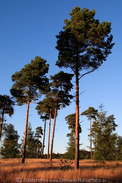 Groe Kiefern in Abendlicht Heidelandschaft Bild nah Wilseder Berg, Hochbume, Stimmungsfoto in Gras
